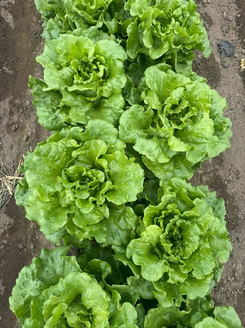 生菜