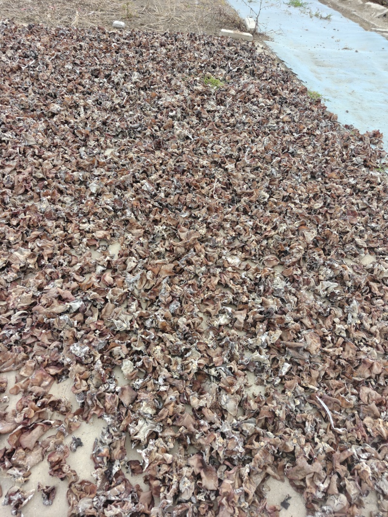 头茬二茬毛木耳价格合适，量大便宜