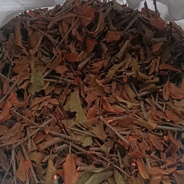 黄牛木寄生茶