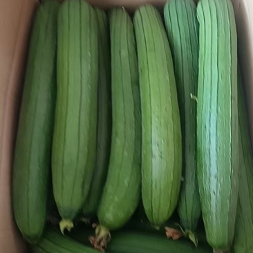 油皮丝瓜