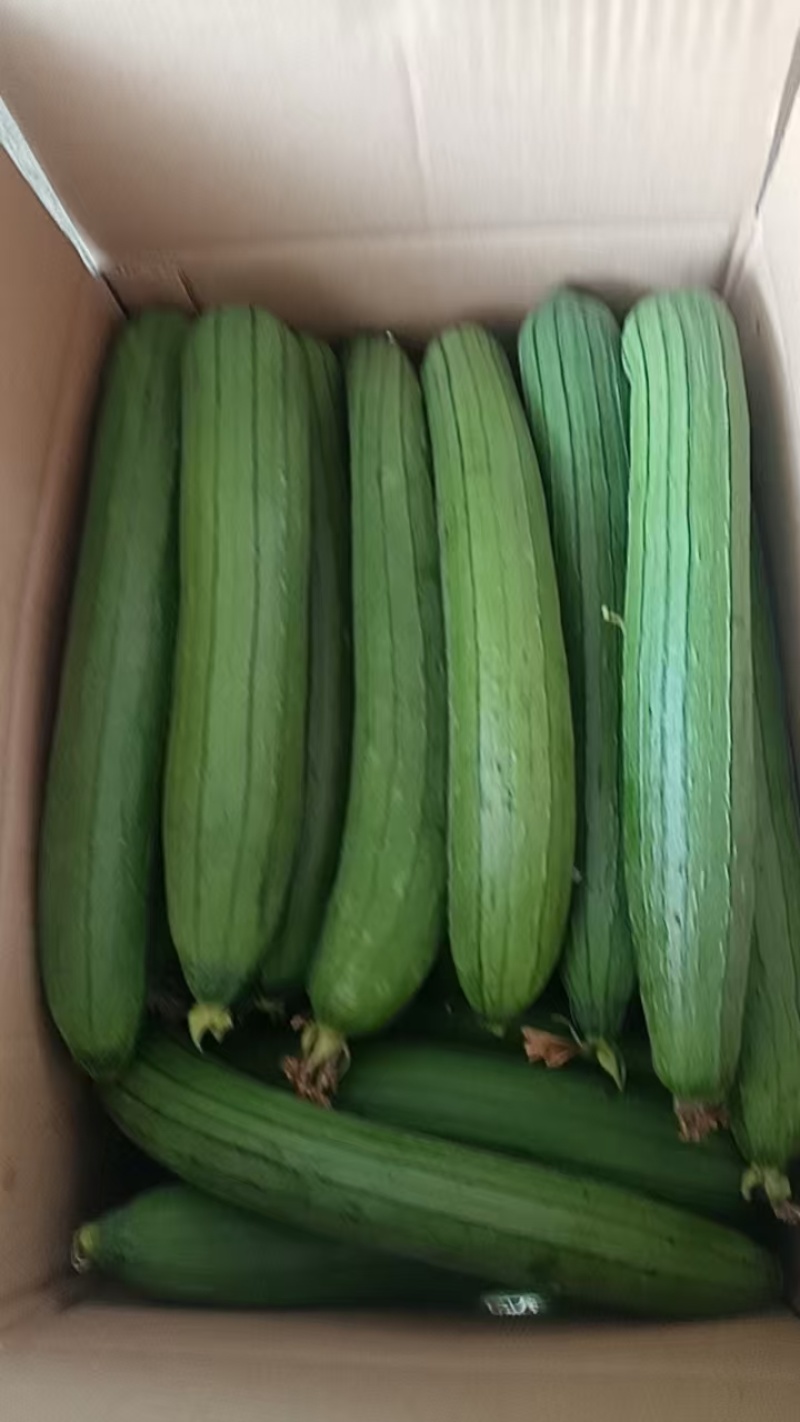 油皮丝瓜