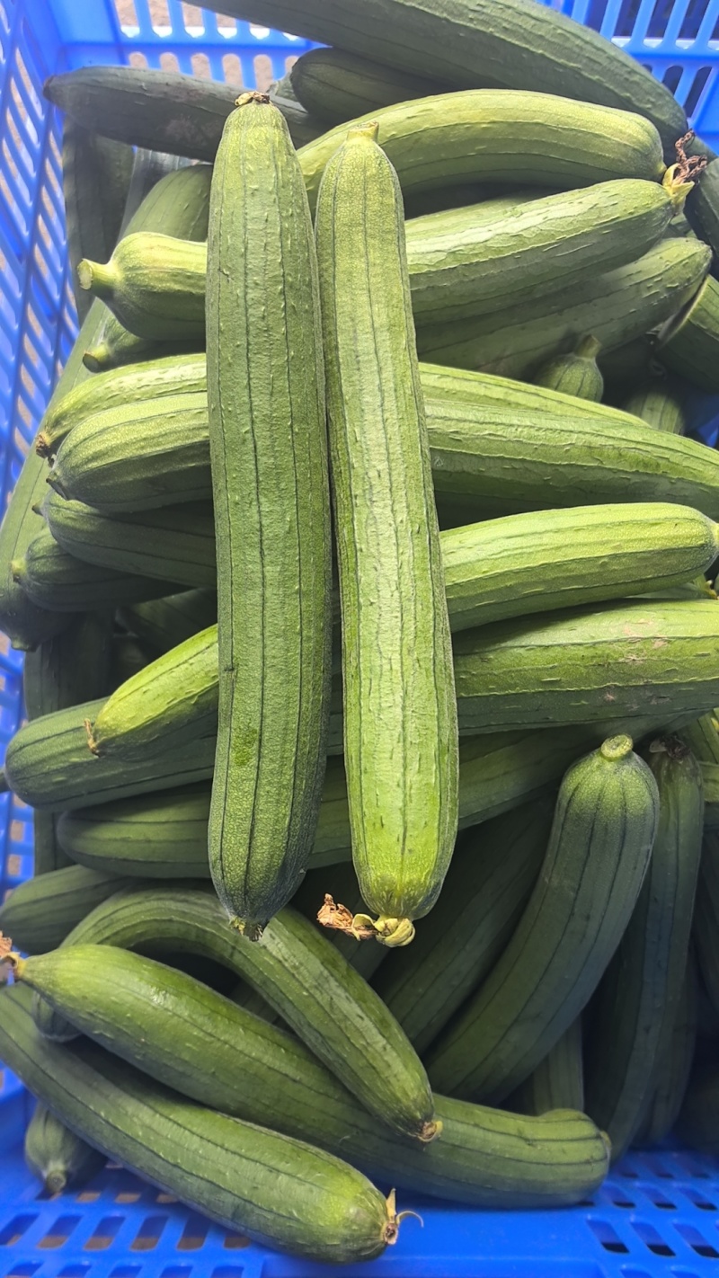 油皮丝瓜