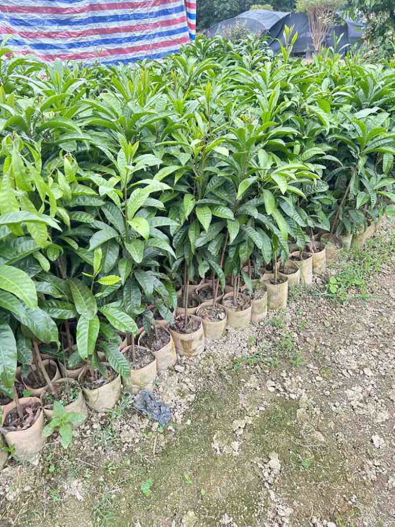 蛋黄果实生苗0.8-1.0