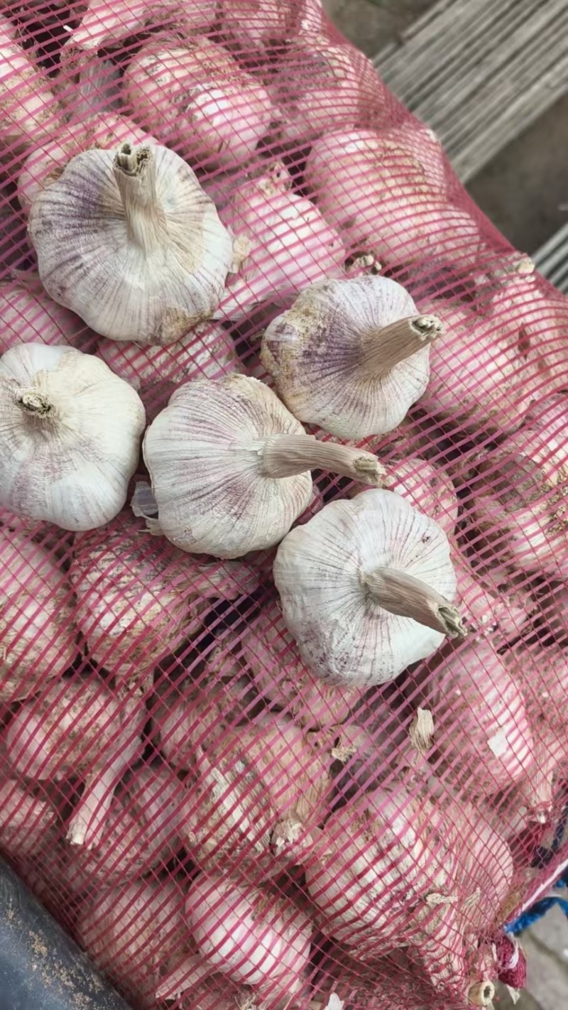 紫皮大蒜
