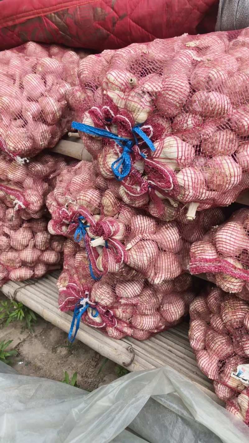 紫皮大蒜