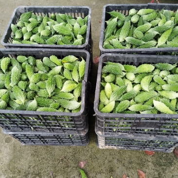 新产品闽苦一号小山苦瓜一