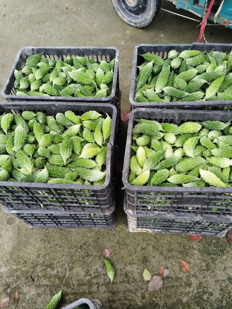 新产品闽苦一号小山苦瓜一