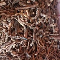 乌兰布和沙漠肉苁蓉，统货，切片。