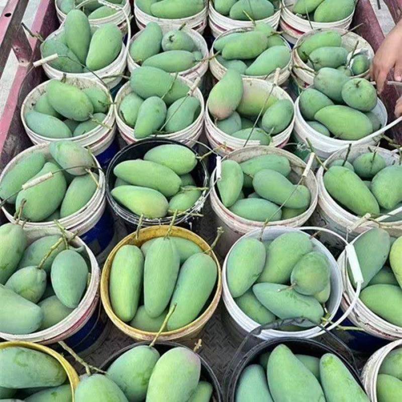 云南金煌芒果