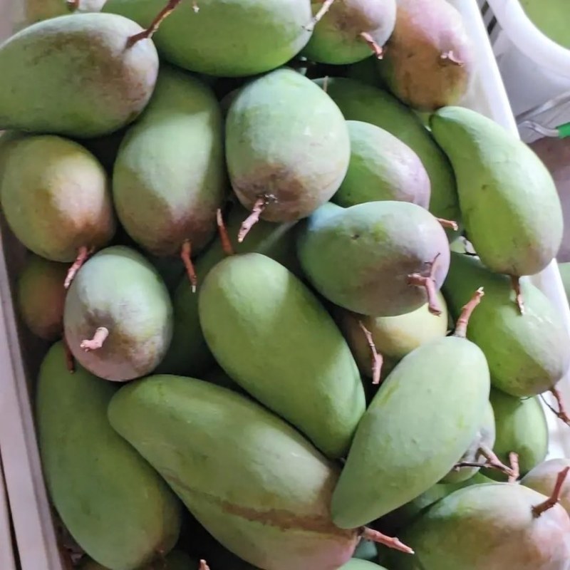 云南金煌芒果