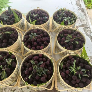 黑炭杨梅
