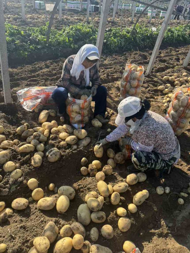 沃土大大大