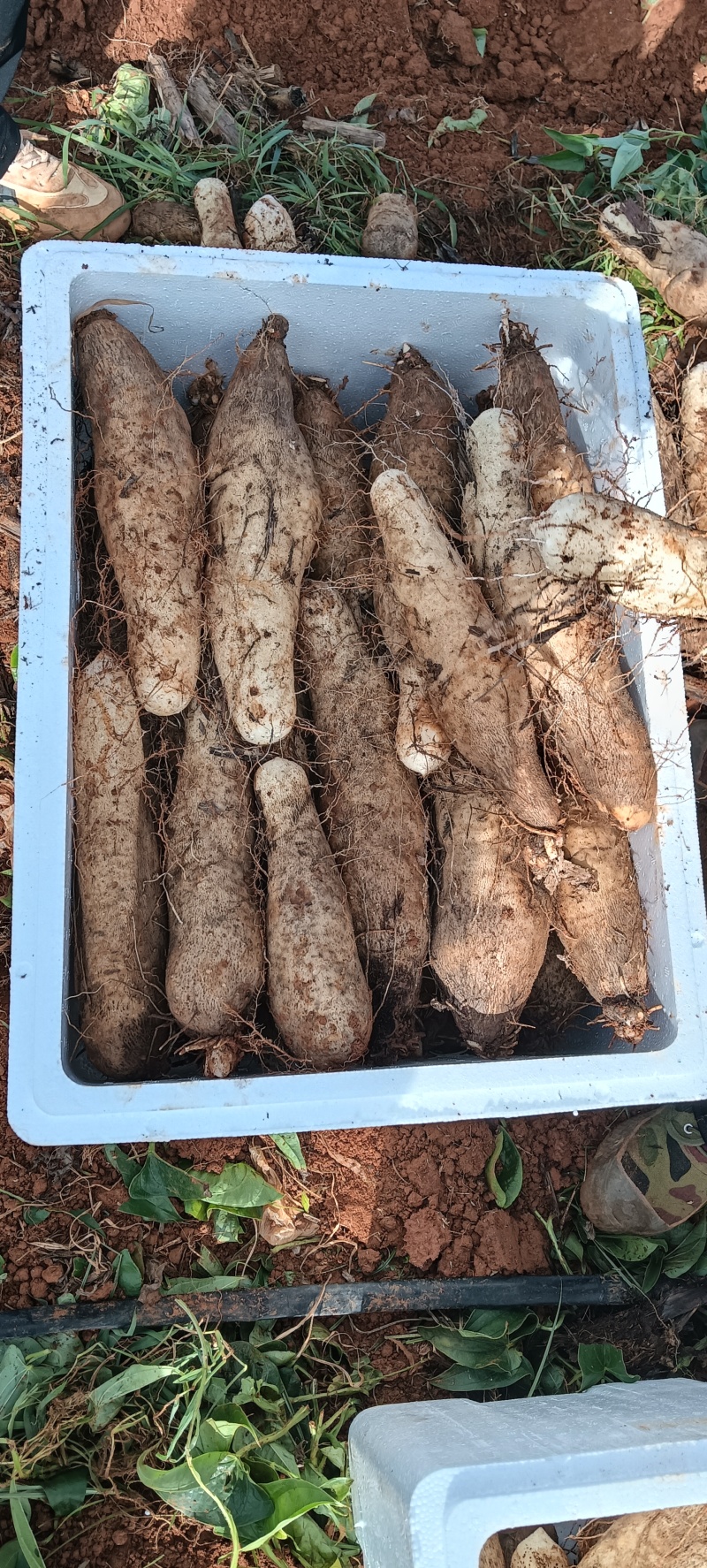 云南灵芝山药新货上市中。统货