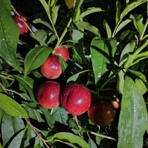 珍珠枣油桃小公主