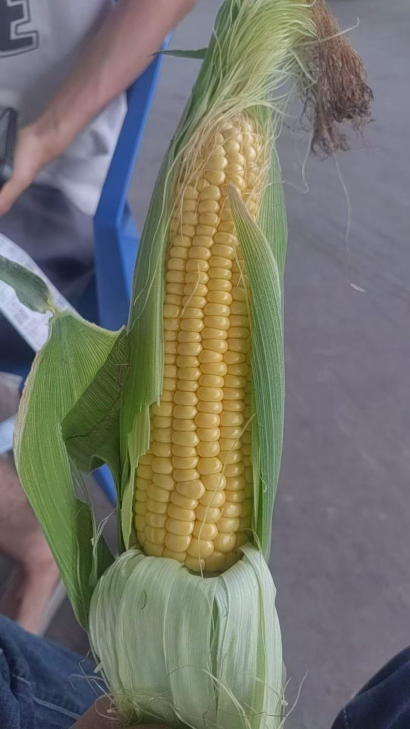 水果玉米，秦农