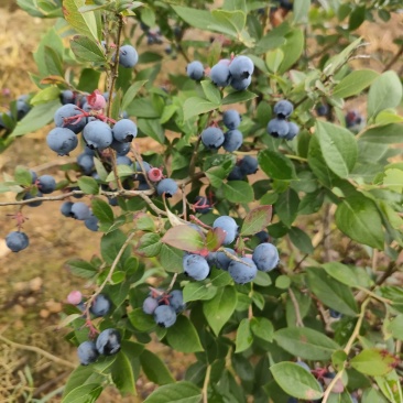 大果蓝莓