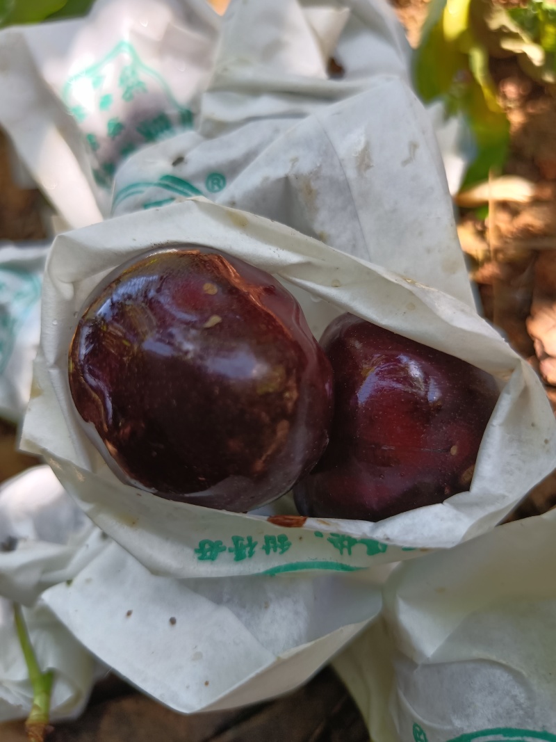 汉源车厘子