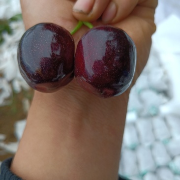 汉源车厘子