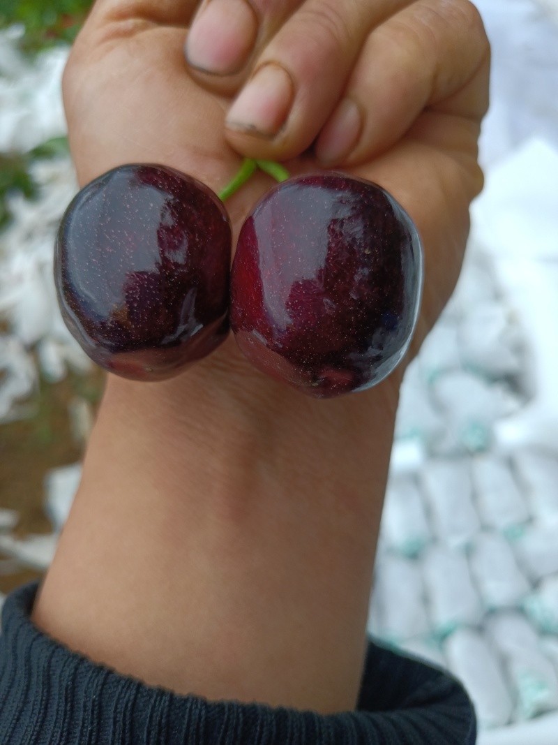 汉源车厘子