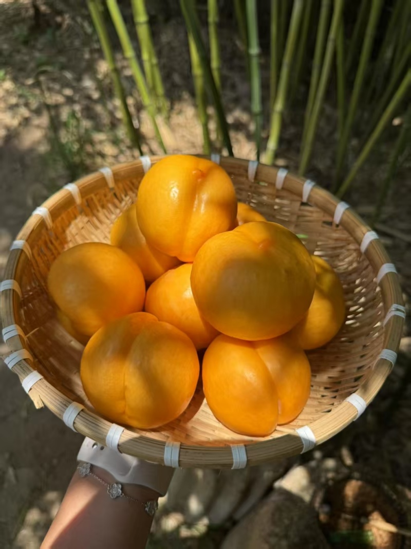 山东蒙阴蜜桃