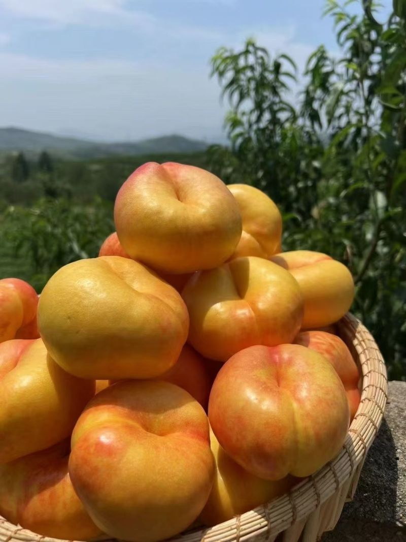 山东蒙阴蜜桃