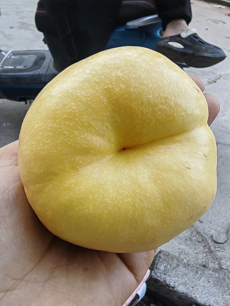 山东蒙阴蜜桃