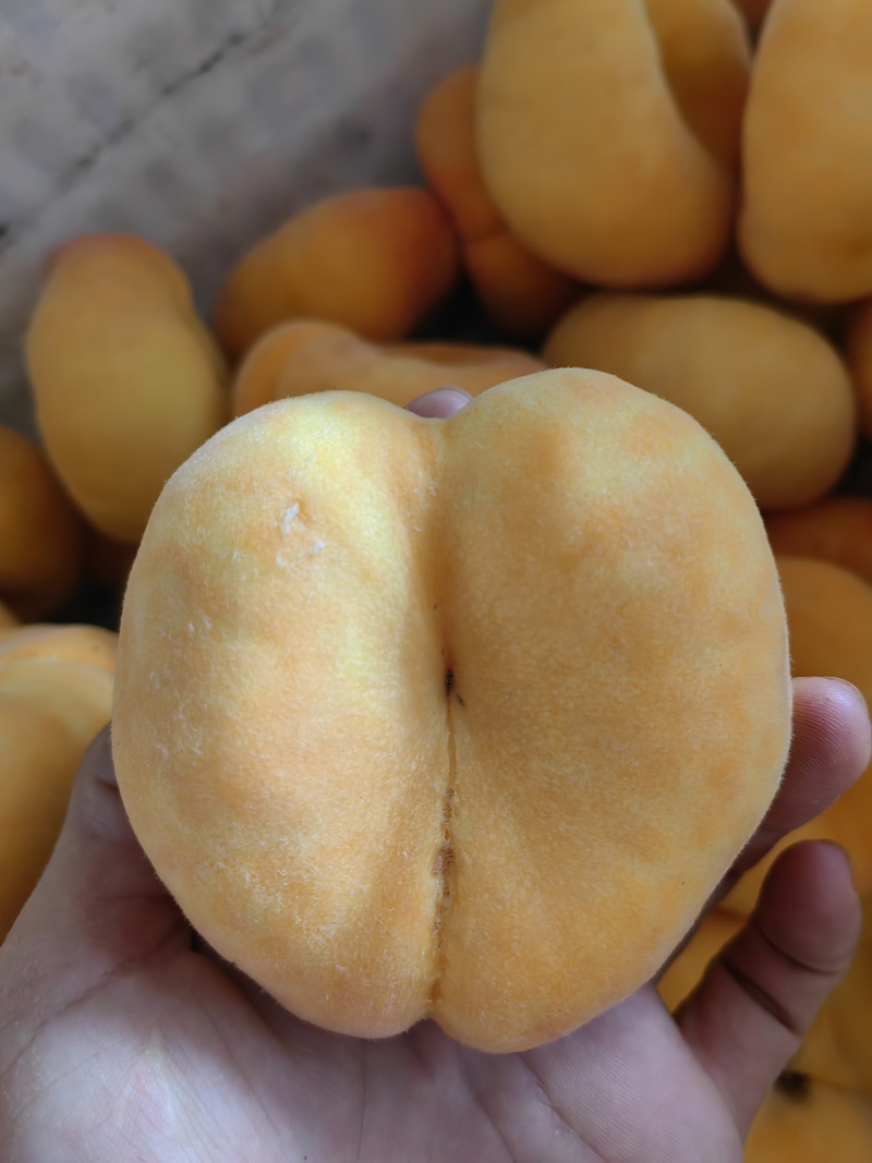 山东蒙阴蜜桃