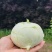 苤莲菜