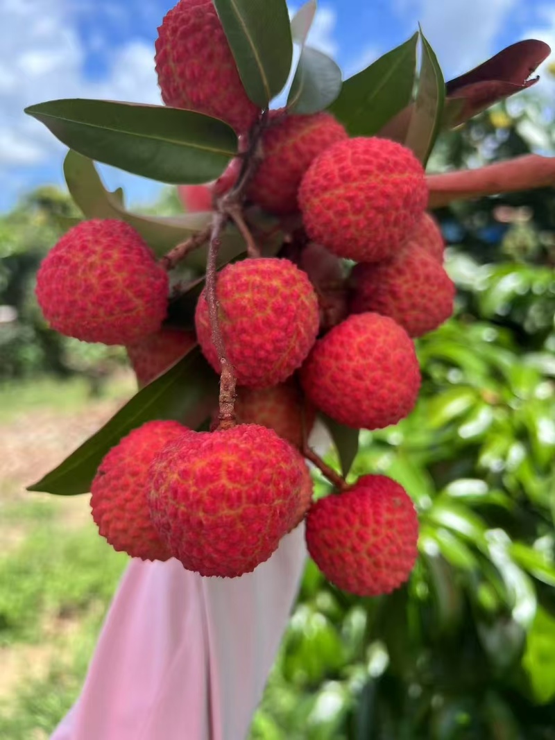 观音绿荔枝，仙进奉荔枝，冰荔荔枝
