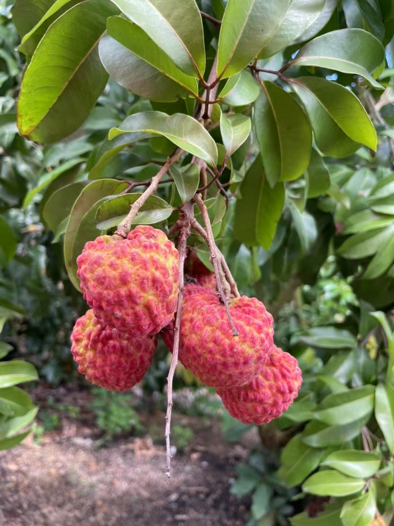 观音绿荔枝，仙进奉荔枝，冰荔荔枝