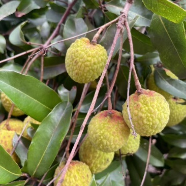 观音绿荔枝，仙进奉荔枝，冰荔荔枝