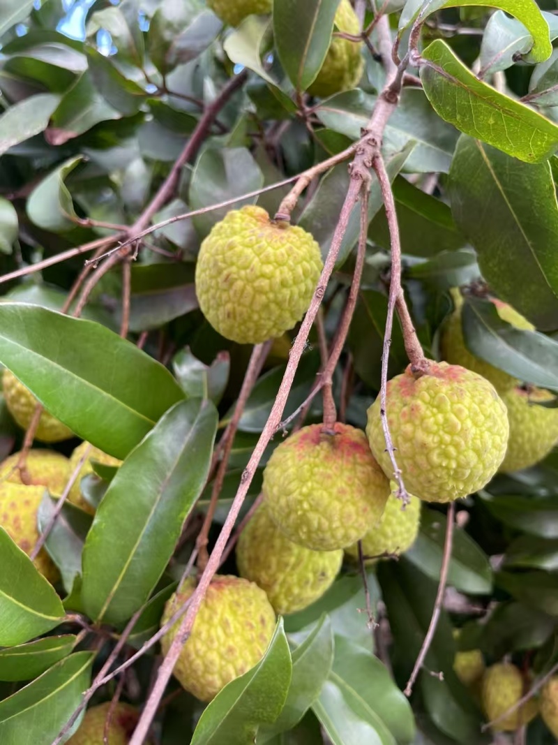 观音绿荔枝，仙进奉荔枝，冰荔荔枝