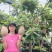 大果马嘉纳妈咪果靠接袋苗四季开花结果纯甜果树佛山原袋原土发货