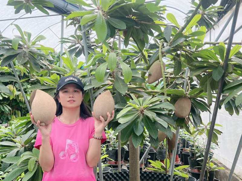大果马嘉纳妈咪果靠接袋苗四季开花结果纯甜果树佛山原袋原土发货