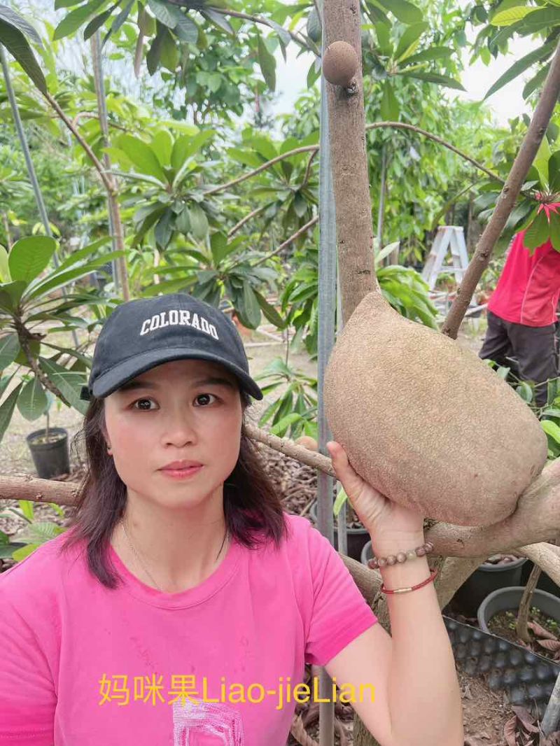 大果马嘉纳妈咪果靠接袋苗四季开花结果纯甜果树佛山原袋原土发货