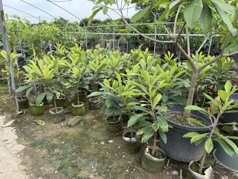 大果马嘉纳妈咪果靠接袋苗四季开花结果纯甜果树佛山原袋原土发货