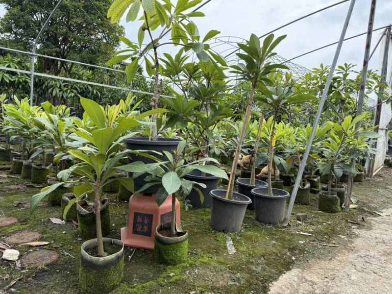 大果马嘉纳妈咪果靠接袋苗四季开花结果纯甜果树佛山原袋原土发货