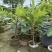 大果马嘉纳妈咪果靠接袋苗四季开花结果纯甜果树佛山原袋原土发货