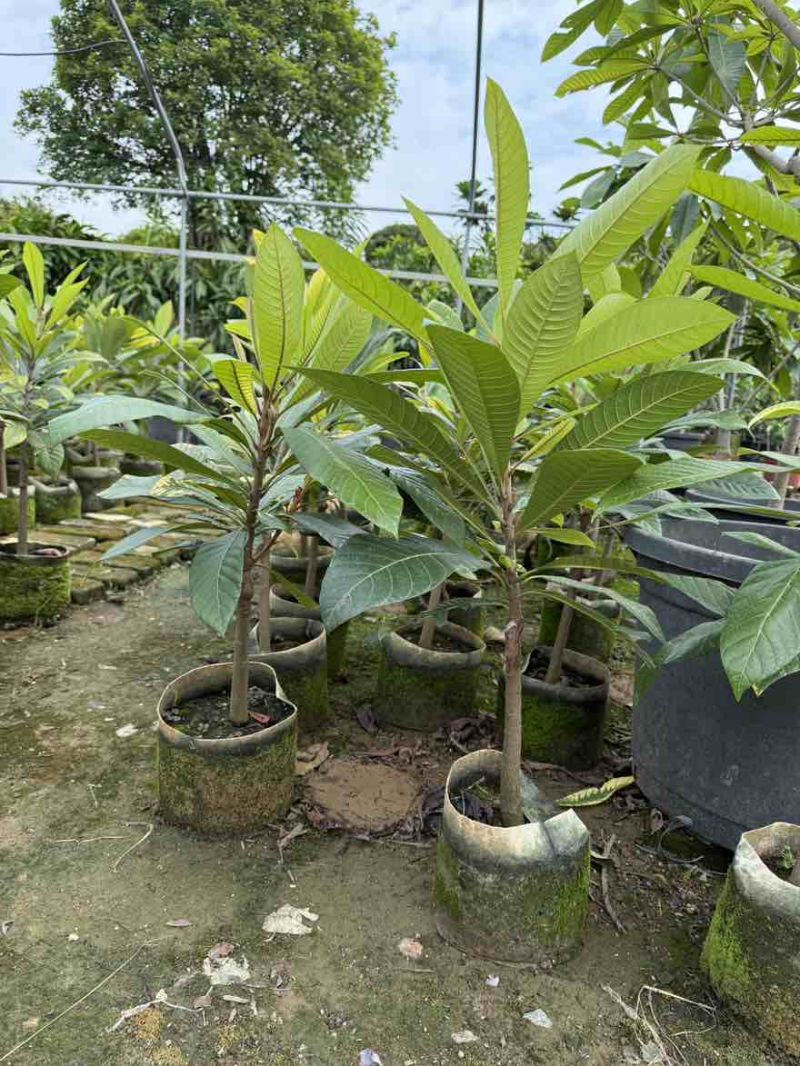 大果马嘉纳妈咪果靠接袋苗四季开花结果纯甜果树佛山原袋原土发货