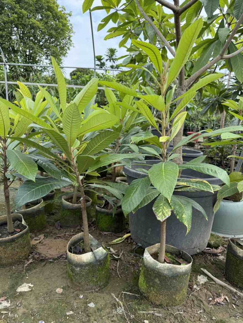 大果马嘉纳妈咪果靠接袋苗四季开花结果纯甜果树佛山原袋原土发货