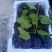 自然果巨峰葡萄，软枝，高糖20以上，果味浓，接批发，社区团购
