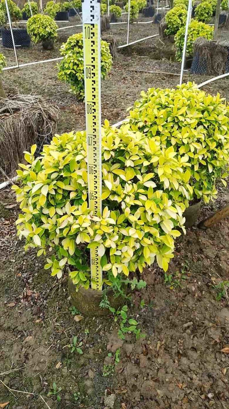 黄金榕20-120高，3斤袋，7斤袋，白布袋，基地直销