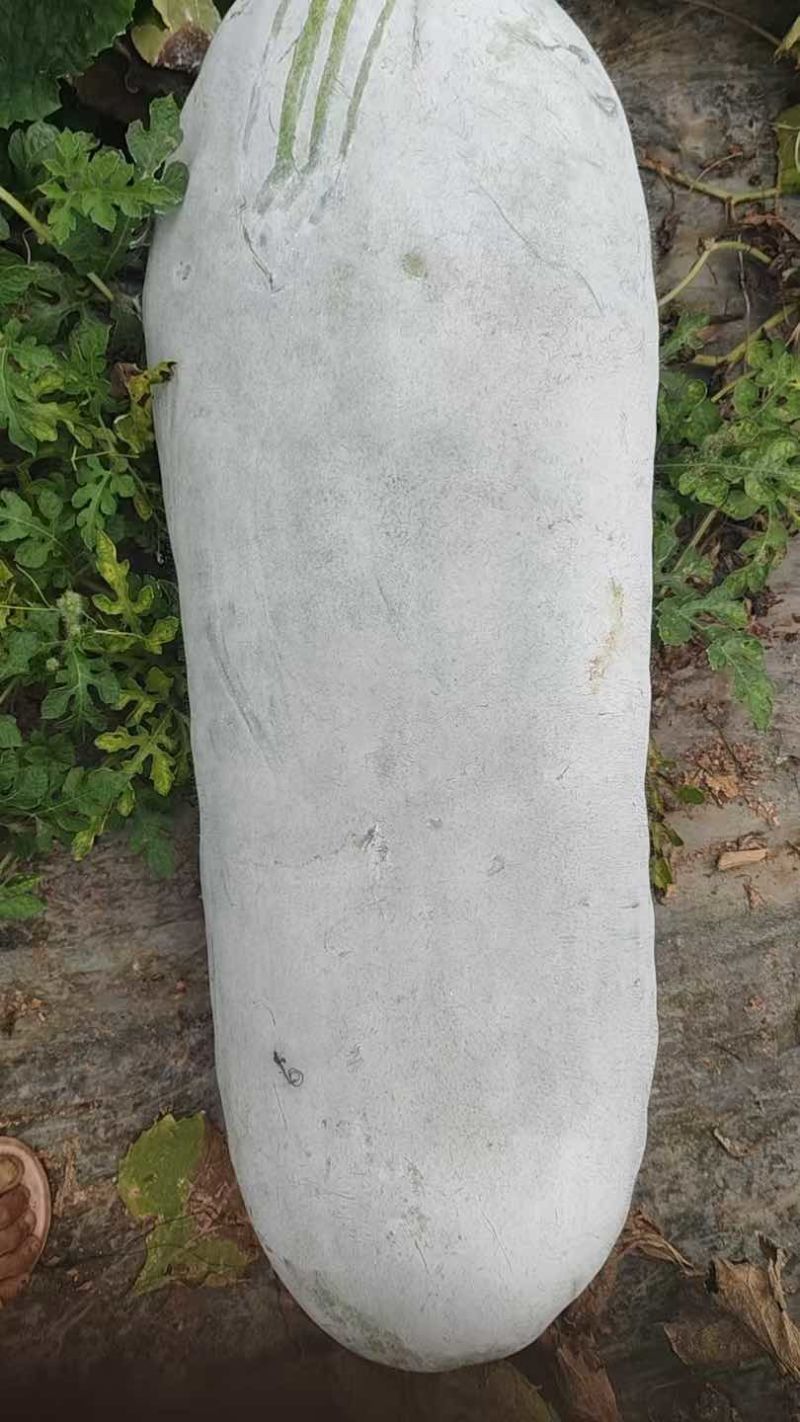 冬瓜