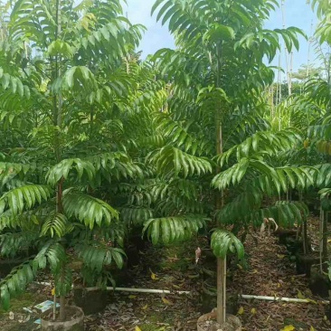 仁面子原生苗1-5分，基地直销，一手货源，大量低价出售