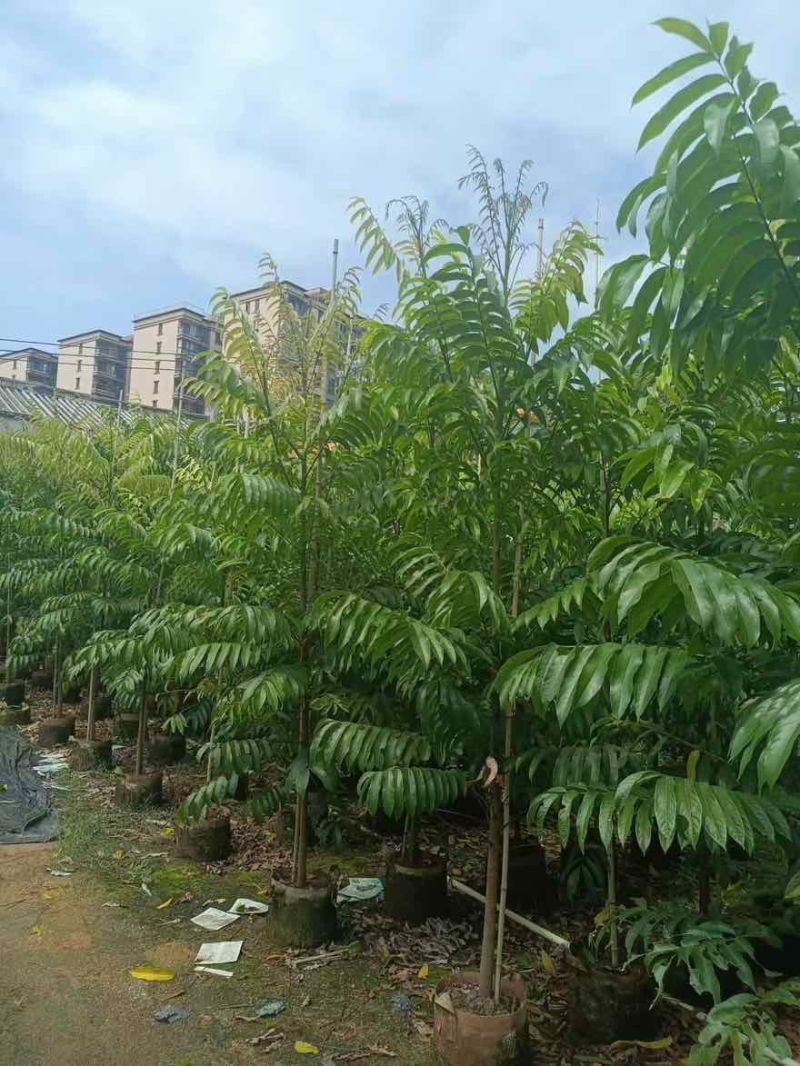 仁面子原生苗1-5分，基地直销，一手货源，大量低价出售