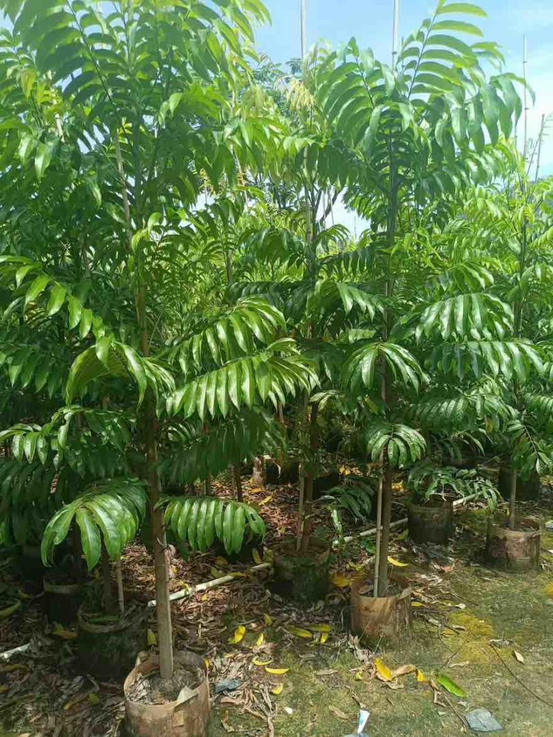 仁面子原生苗1-5分，基地直销，一手货源，大量低价出售