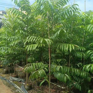 仁面子原生苗1-5分，一手货源，基地直销，大量低价出售