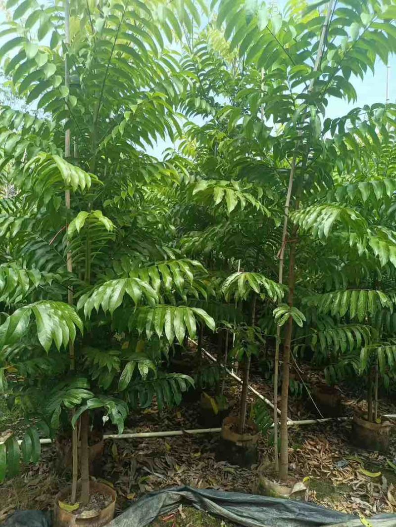 仁面子原生苗1-5分，一手货源，基地直销，大量低价出售