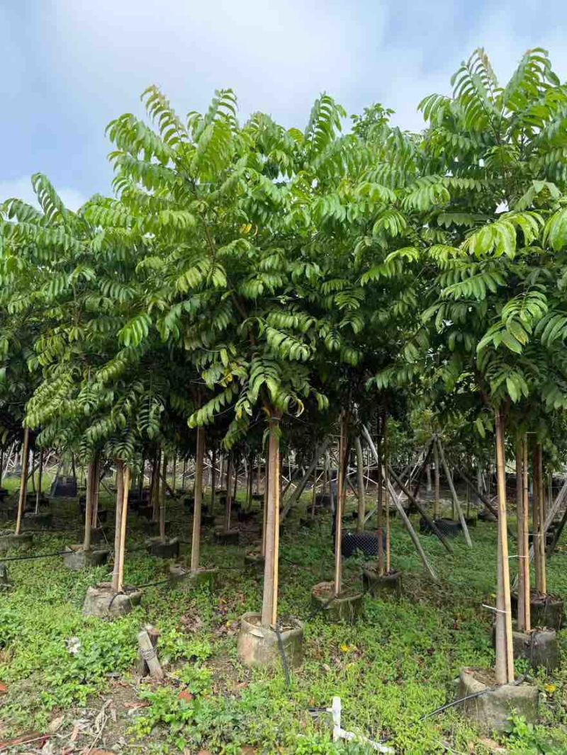 仁面子原生苗1-5分，一手货源，基地直销，大量低价出售