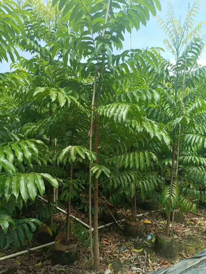 仁面子原生苗1-5分，一手货源，基地直销，大量低价出售